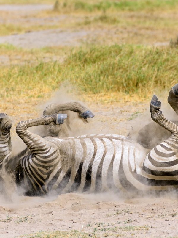 A plains zebra (Equus burchelli) rolling in dust, Amboseli National Park, Kenya