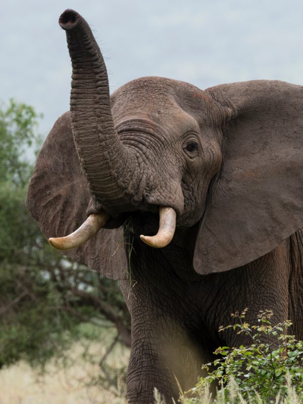African elephant (Loxodonta africana), Tsavo, Coast, Kenya