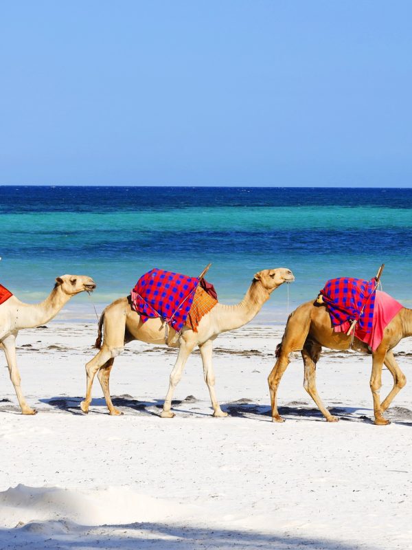 Camels walking behind each other on Diani Beach, Kenya