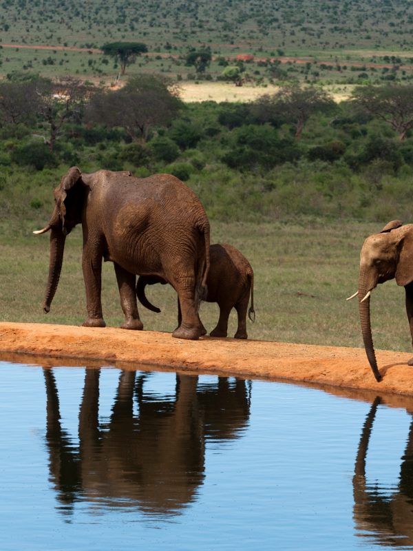 Elephants (Loxodonta africana), Tsavo East National Park, Kenya
