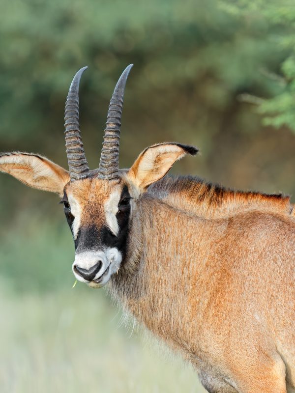 Roan antelope in natural habitat