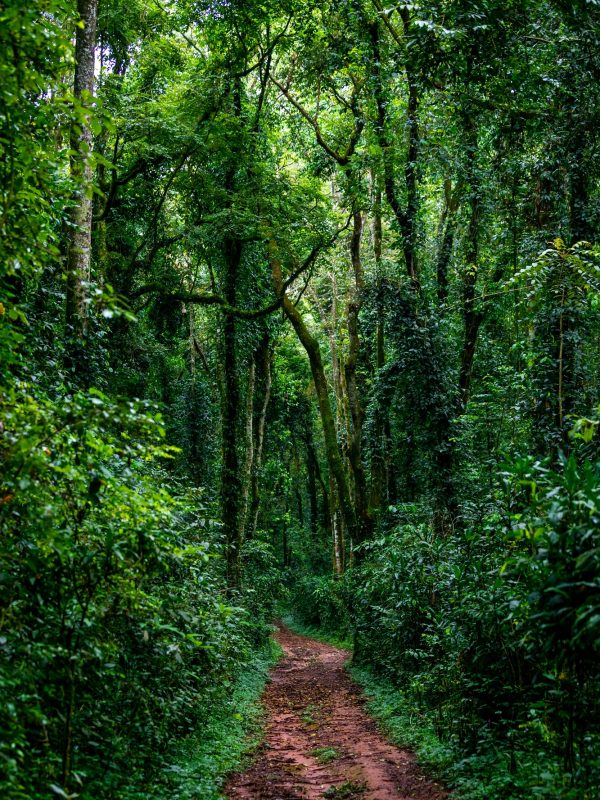 Vertical shot of a path in Kakamega rain forest in Kenya