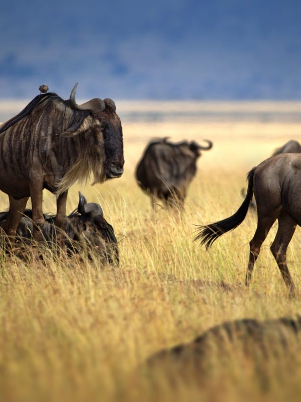 Wildebeest animals in an open field in Masai Mara, Kenya