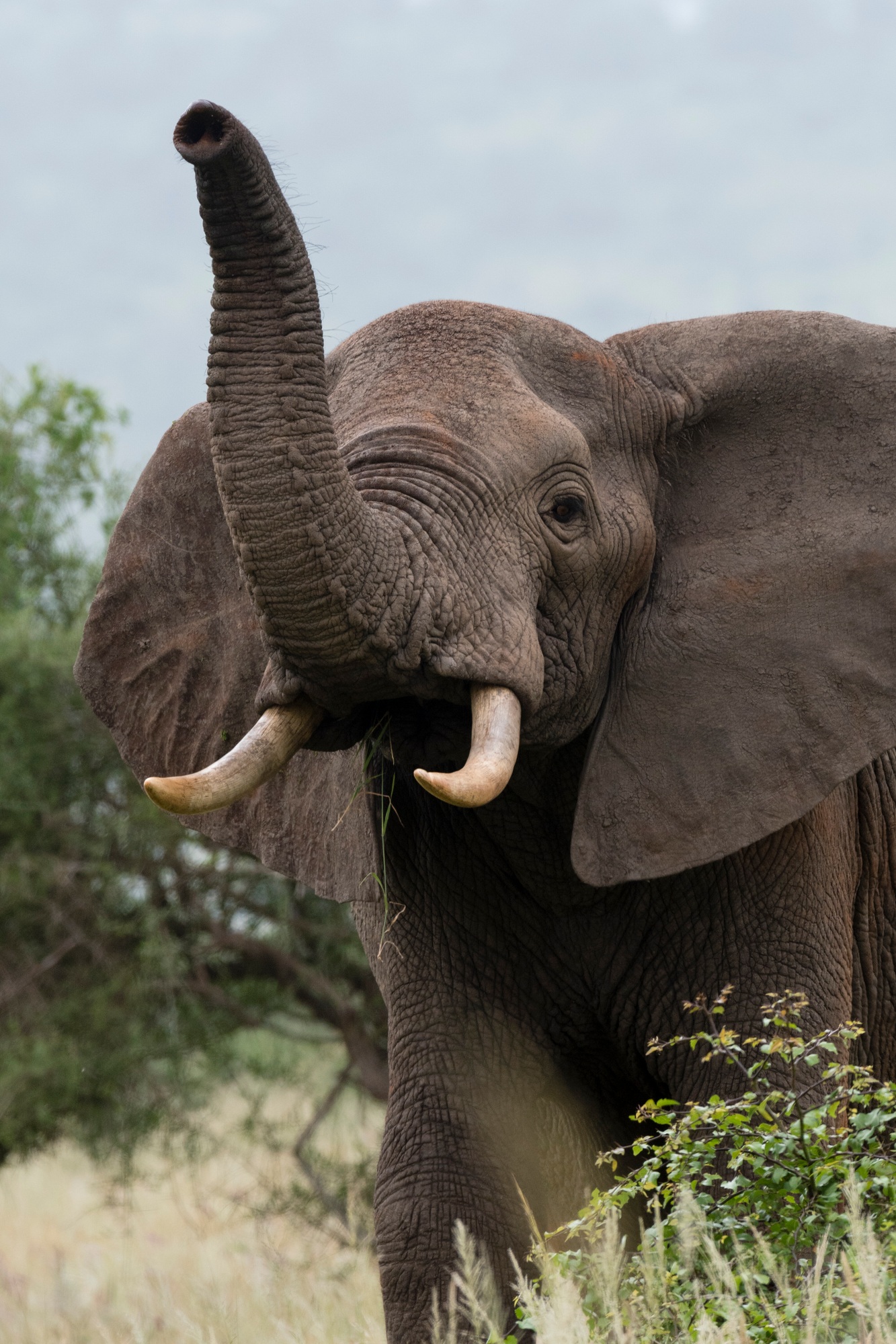 African elephant (Loxodonta africana), Tsavo, Coast, Kenya