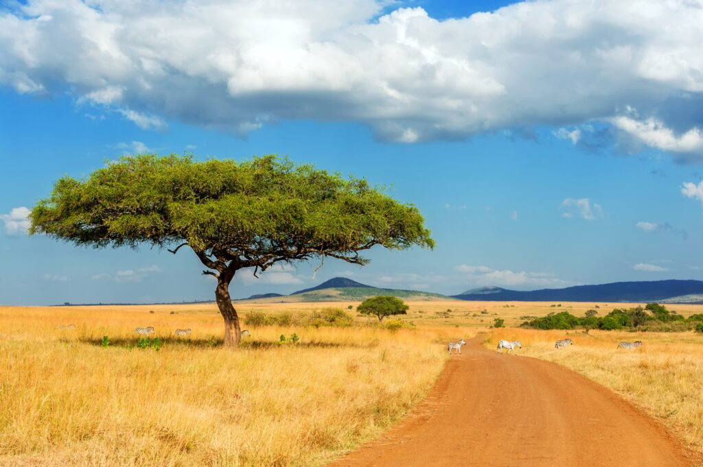 Landscape with nobody tree in Africa