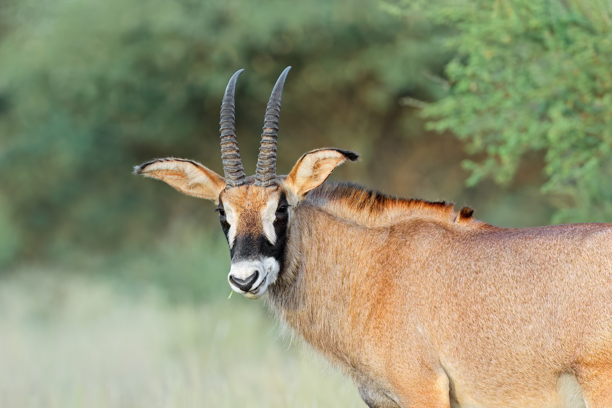 Roan antelope in natural habitat