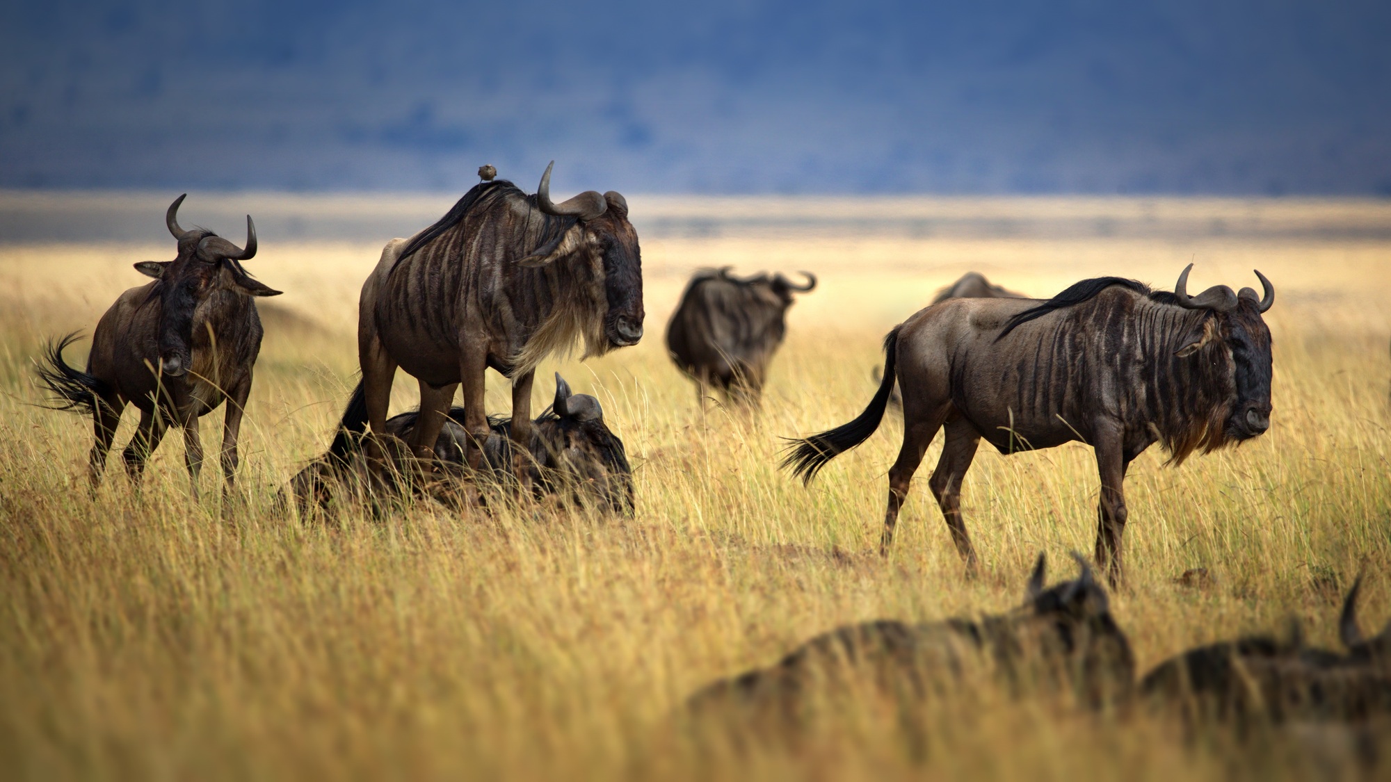 Wildebeest animals in an open field in Masai Mara, Kenya